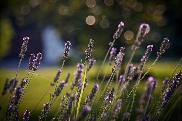 Plantas Lilas en un tallo verde