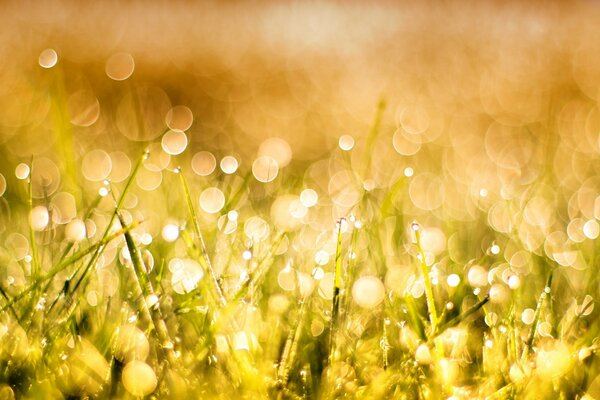 Saisonale Blüte im Feld