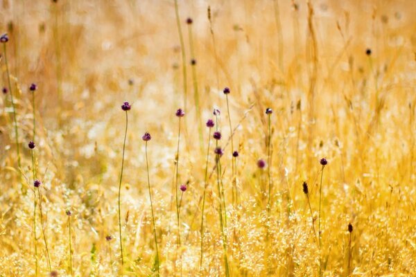 Ländliches Feld in der goldenen Sonne