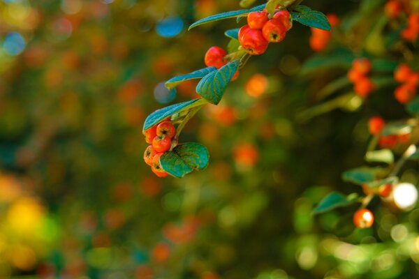 Nature , a bright tree with foliage