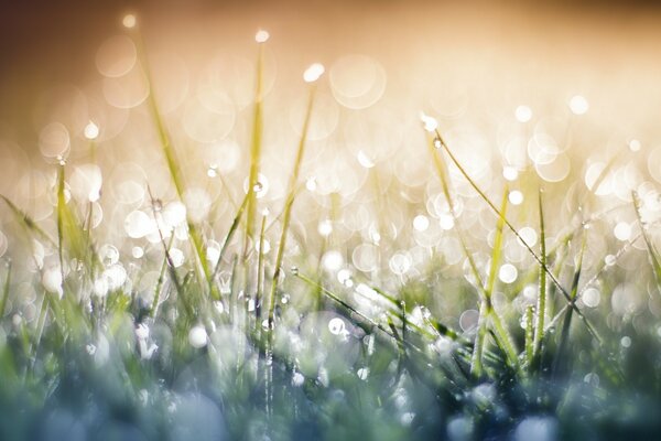 Schillernde Tautropfen auf dem Gras