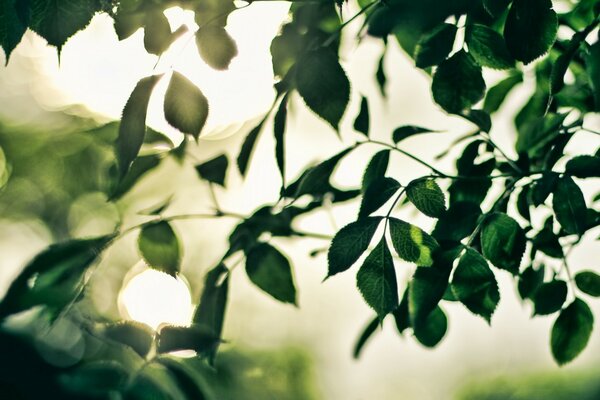 Foto leggera della bella natura