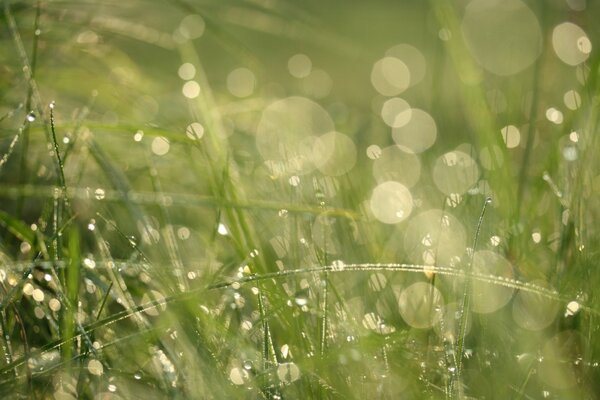 Grama verde e gotas de orvalho