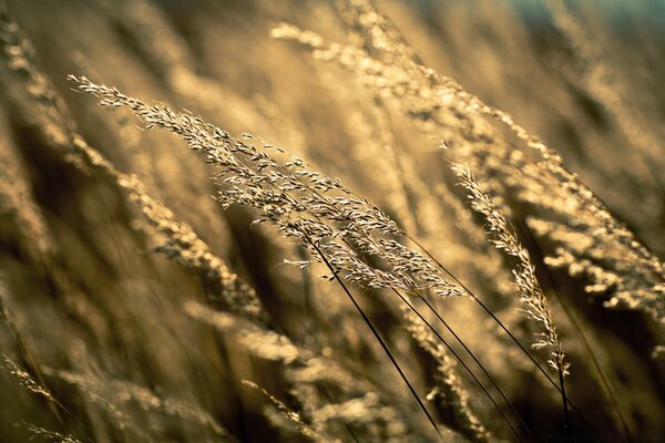 Chevilles éclairées par le coucher du soleil