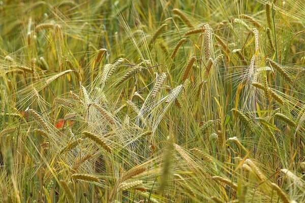 Grano di lusso dei prati rurali