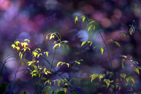 Fines branches d arbustes de verdure sur un fond flou de couleur pourpre