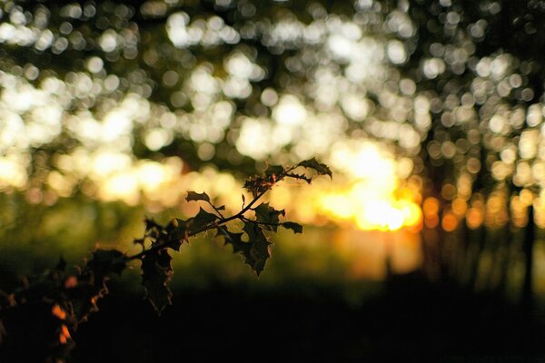 Coucher de soleil dans le jardin. Nature. Arbres