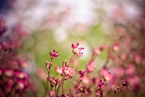 Flora. Flowers. Desktop screensaver