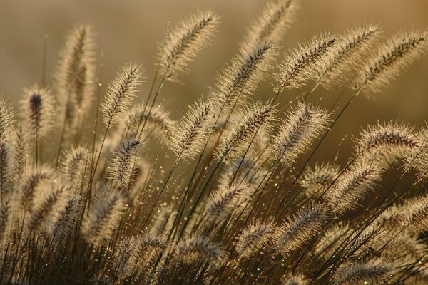 Trigo. Campo. Primer plano