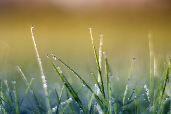 Early morning with dew on the grass