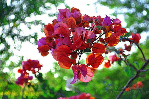 Im Garten. Pflanzen in der Natur. Blätter