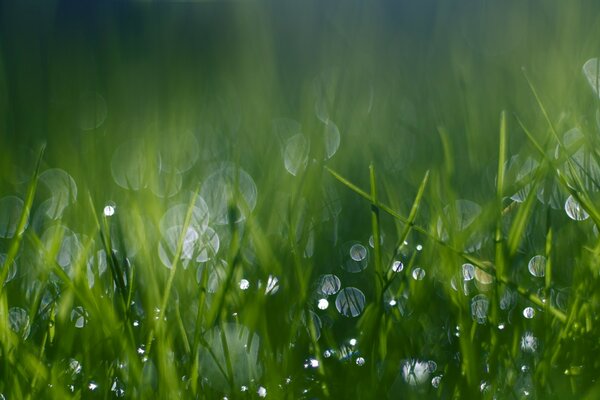 Green glade and dew drops