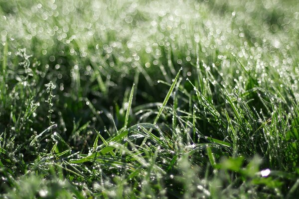 Eine große Lichtung und Wasser an den Stängeln