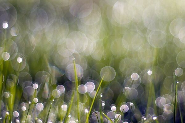 Verschwommene Blendung des hellen Sonnenlichts, das auf das Gras fällt