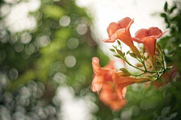 Flores de pêssego delicadas no fundo bokeh