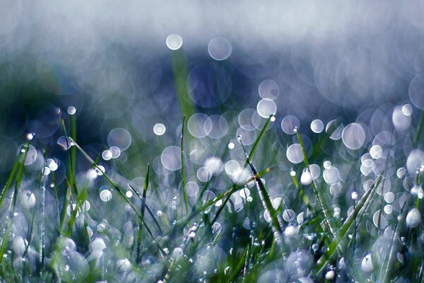 Green glade and dew drops