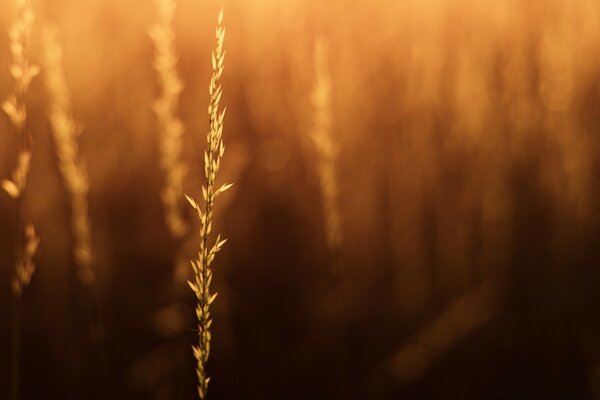 Ein warmer Sonnenaufgang, der die Natur erleuchtet