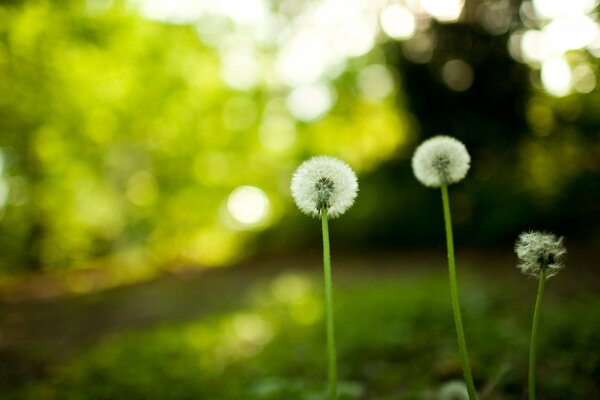 A white dandelion on a green lawn