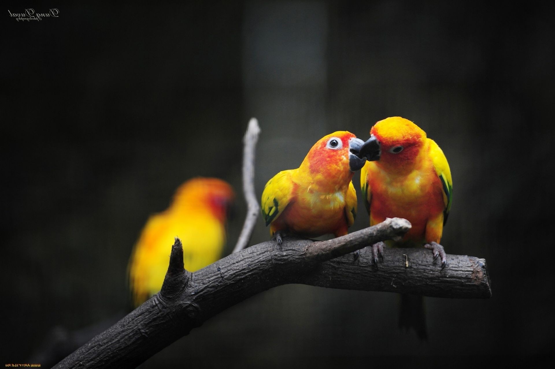 animals bird wildlife nature outdoors parrot tropical