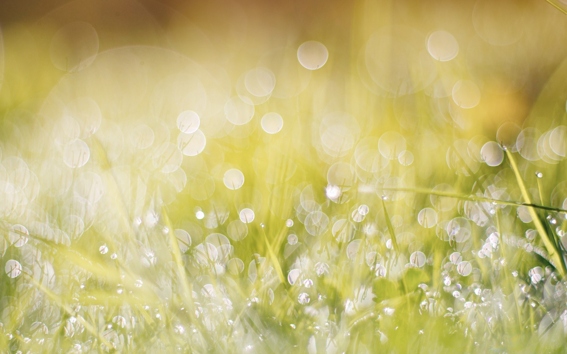 bokeh rosée pluie chute bureau lumière humide brille eau lumineux résumé couleur nature flou fraîcheur gros plan texture bulle gouttes liquide