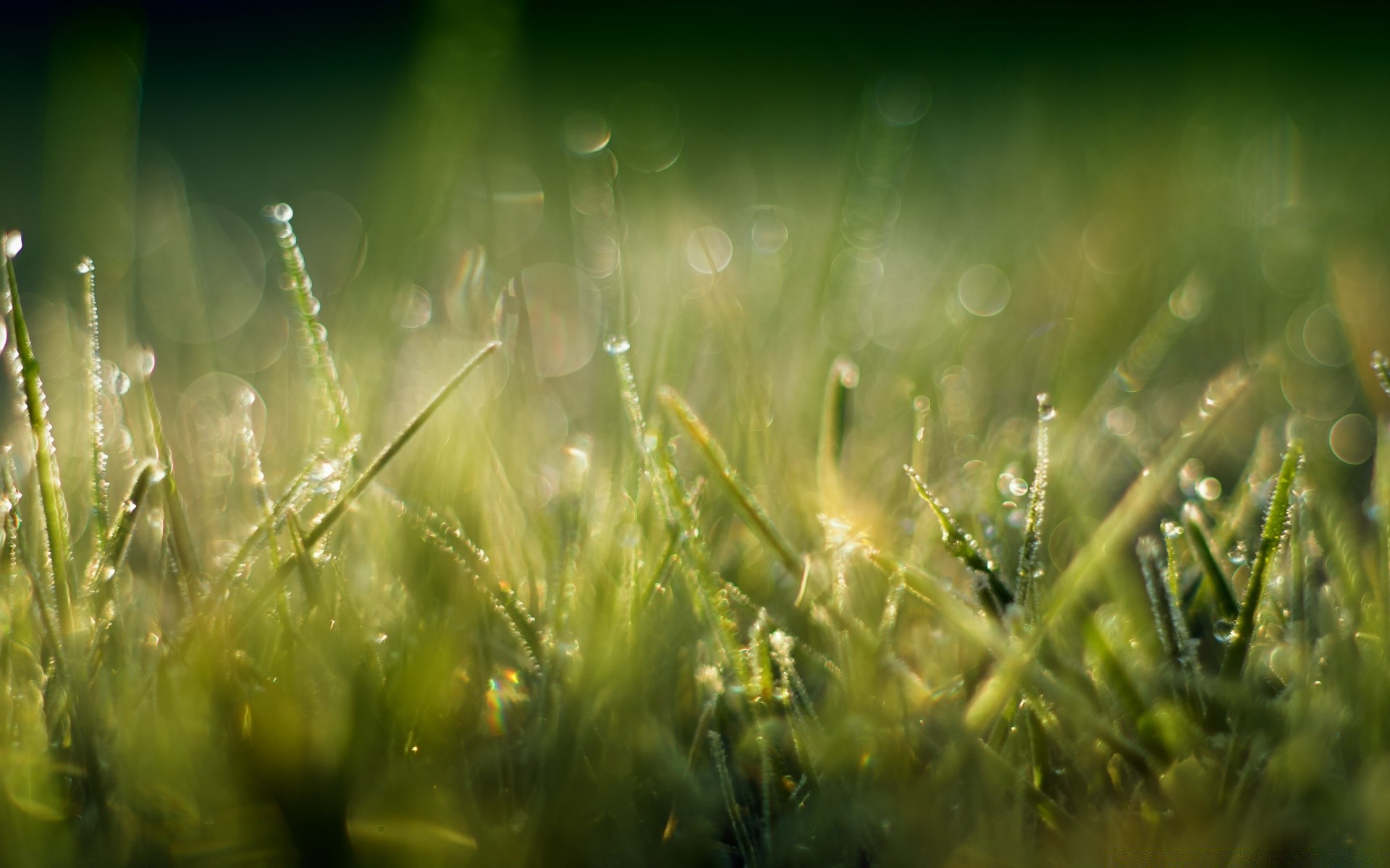 bokeh grass sun hayfield field dawn lawn fair weather dew summer nature rural growth garden flora lush light leaf rain pasture blur