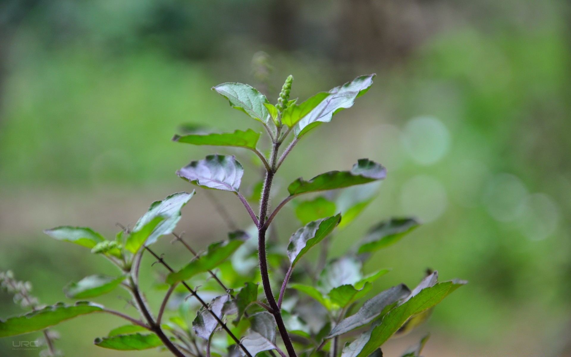 bokeh leaf flora nature growth summer garden environment outdoors close-up freshness tree food grass bright