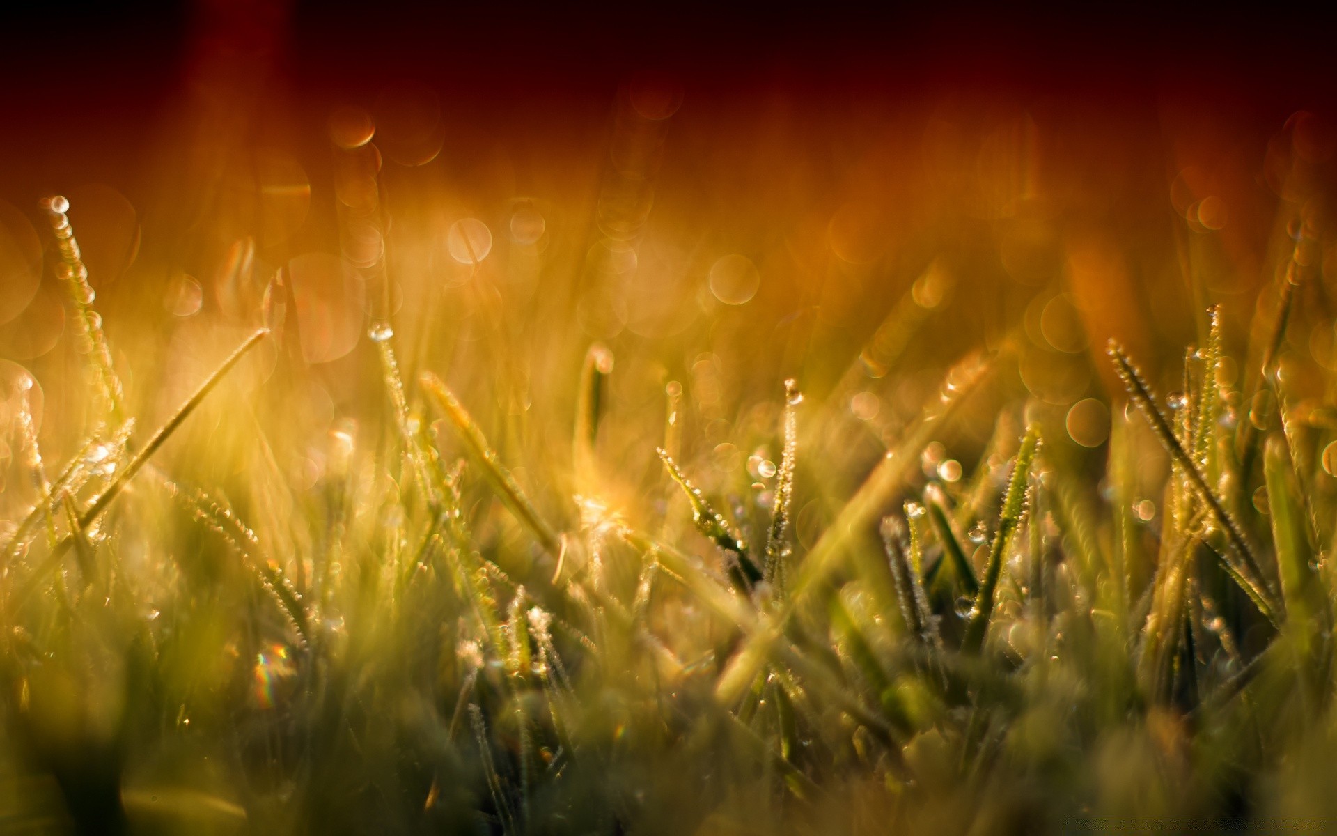 bokeh çimen alan güneş altın saman parlak şafak doğa kırsal günbatımı yaz bulanıklık güzel hava çim sezon ışık