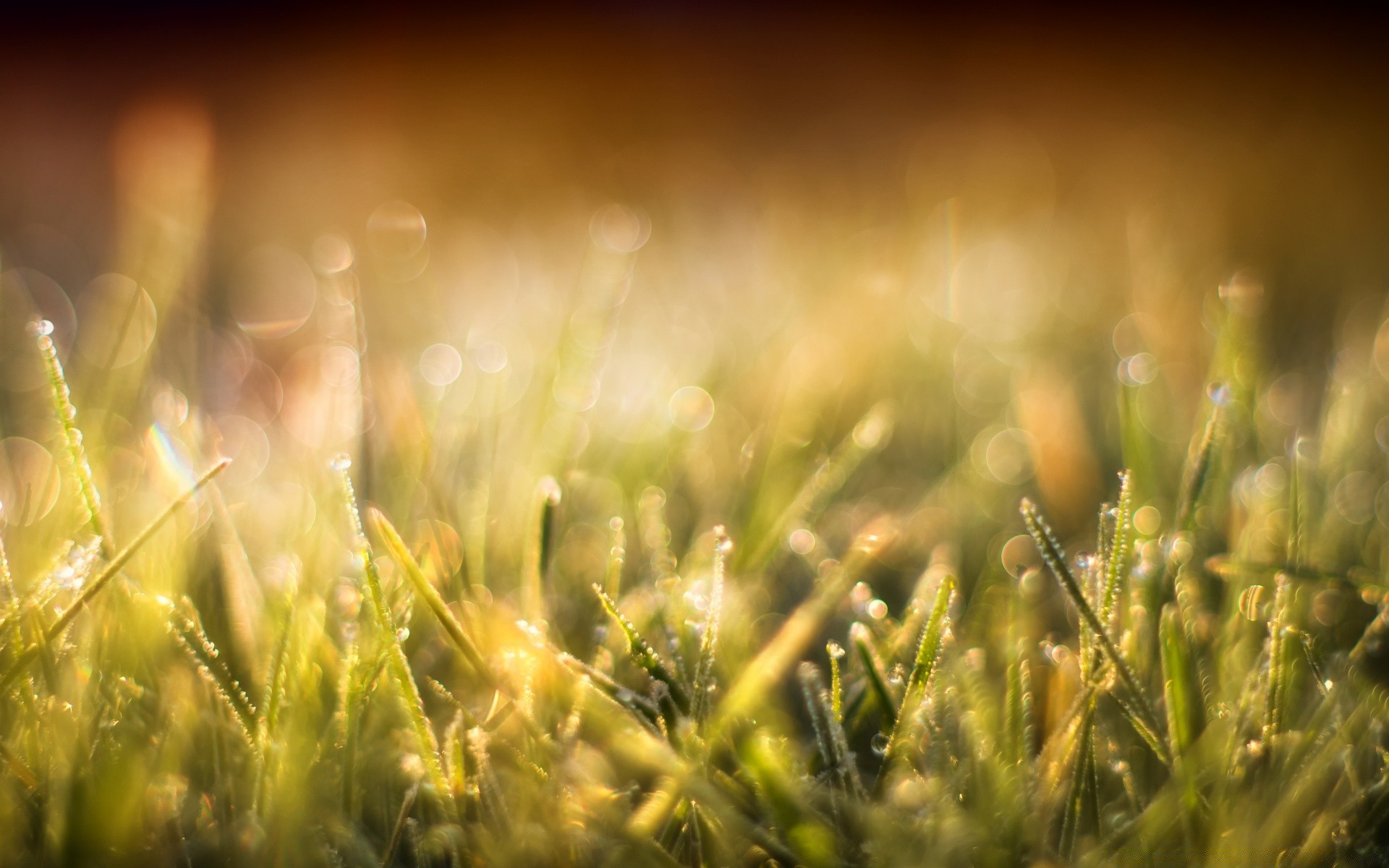 bokeh grama campo sol borrão rural feno crescimento verão bom tempo foco amanhecer pasto fazenda natureza flora brilhante trigo gramado ouro flocos