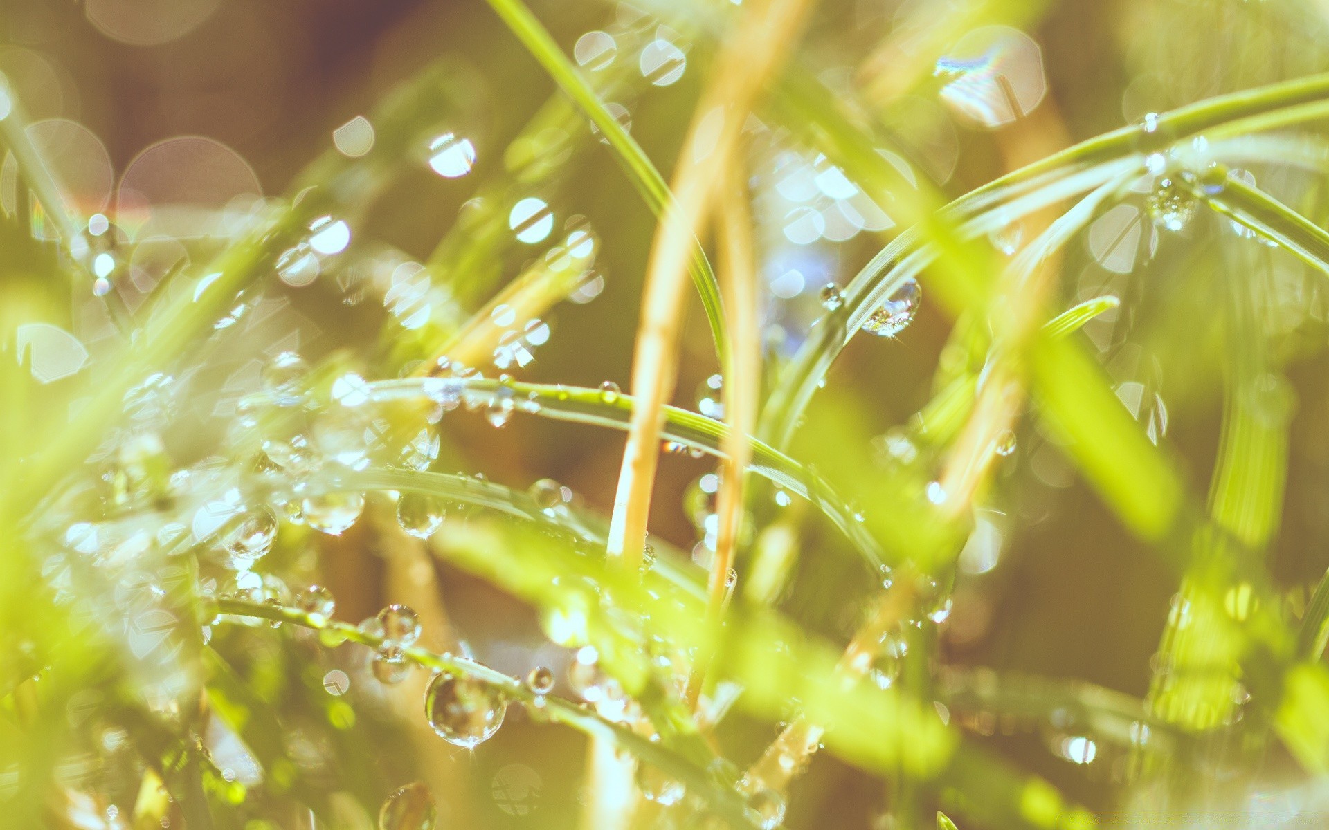 bokeh doğa flora masaüstü su damla yağmur yaz çimen yaprak bahçe soyut bulanıklık renk yakın çekim çiğ ıslak güneş güzel hava güzel