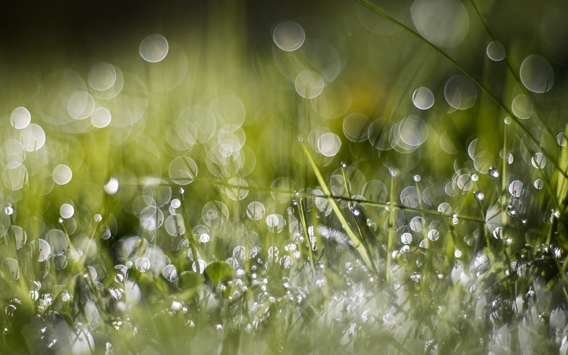 bokeh rugiada pioggia caduta erba prato chiaro flora luminoso fieno natura desktop gocce giardino freschezza bagnato splende purezza colore alba ambiente