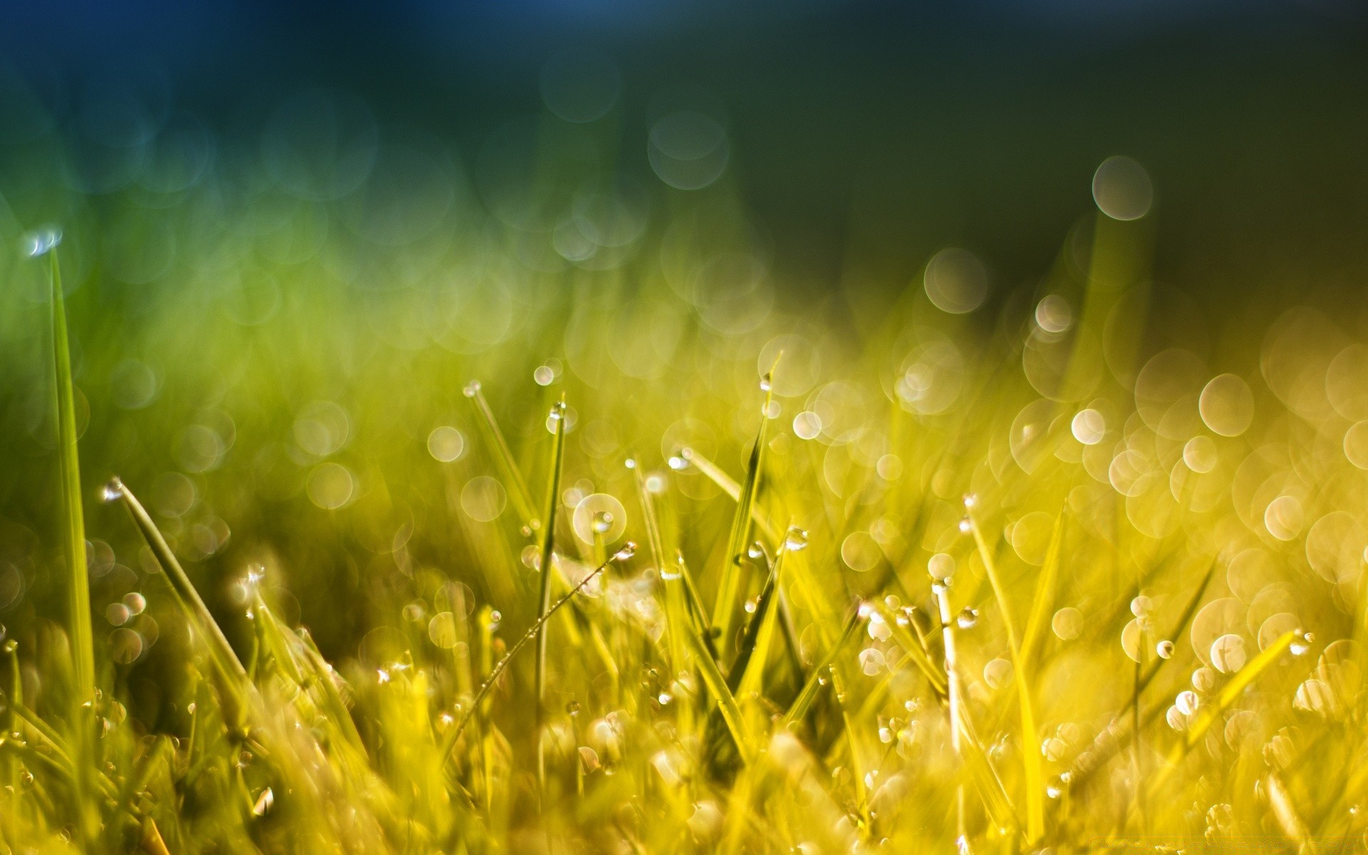 bokeh grama feno sol campo gramado verão natureza flora orvalho bom tempo rural amanhecer jardim crescimento exuberante temporada chuva brilhante pasto fazenda