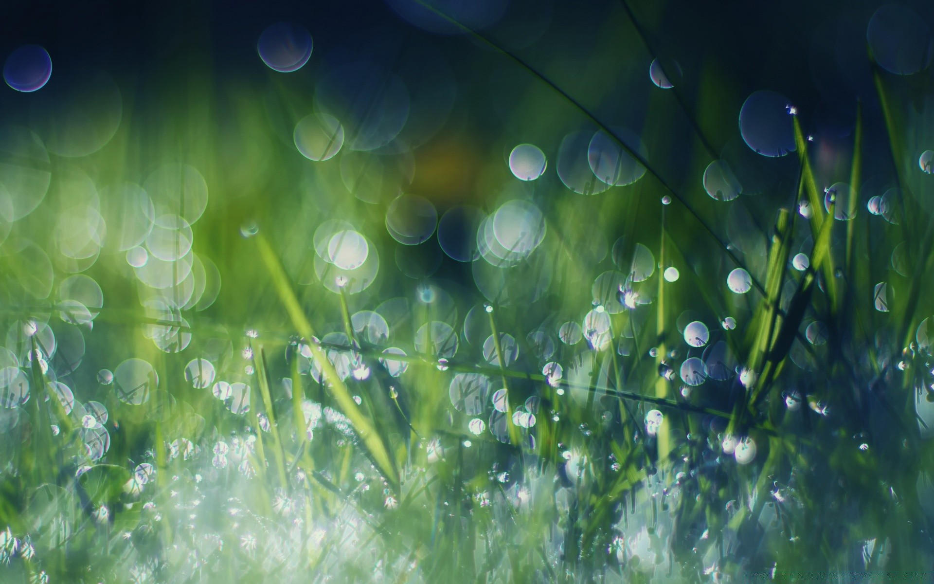 bokeh lawn dew flora grass rain drop hayfield garden bright lush desktop nature leaf color droplet summer environment sun fair weather season