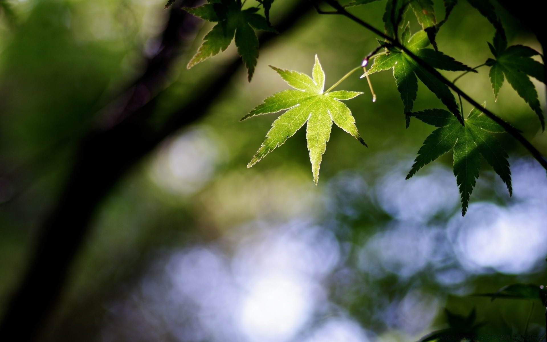 bokeh folha borrão natureza crescimento flora exuberante ao ar livre madeira ambiente madeira verão jardim luz cor brilhante sol bom tempo