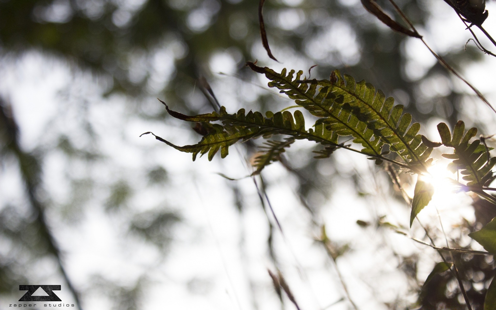 bokeh naturaleza árbol al aire libre hoja luz madera flora rama parque flor medio ambiente jardín temporada primer plano invierno insecto sol color crecimiento