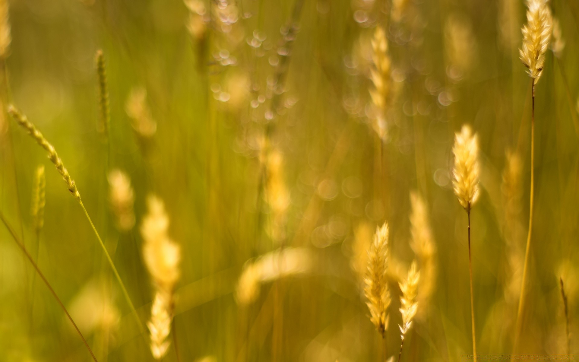 bokeh crescimento natureza sol verão amanhecer bom tempo rural campo ao ar livre flora folha grama brilhante trigo agricultura