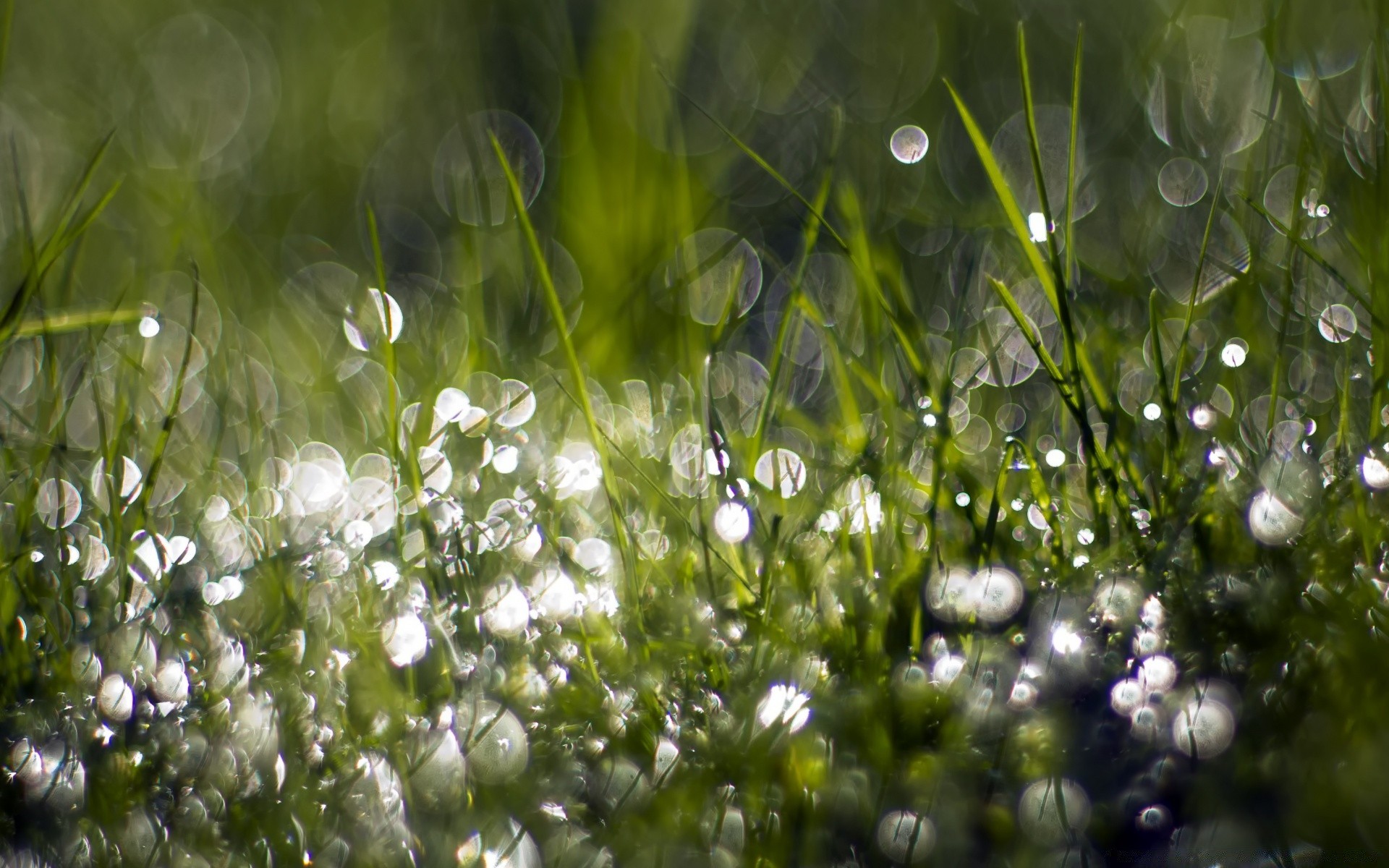 bokeh grass nature hayfield flora summer field environment garden season drop dew lawn rain fair weather freshness sun dawn growth flower color