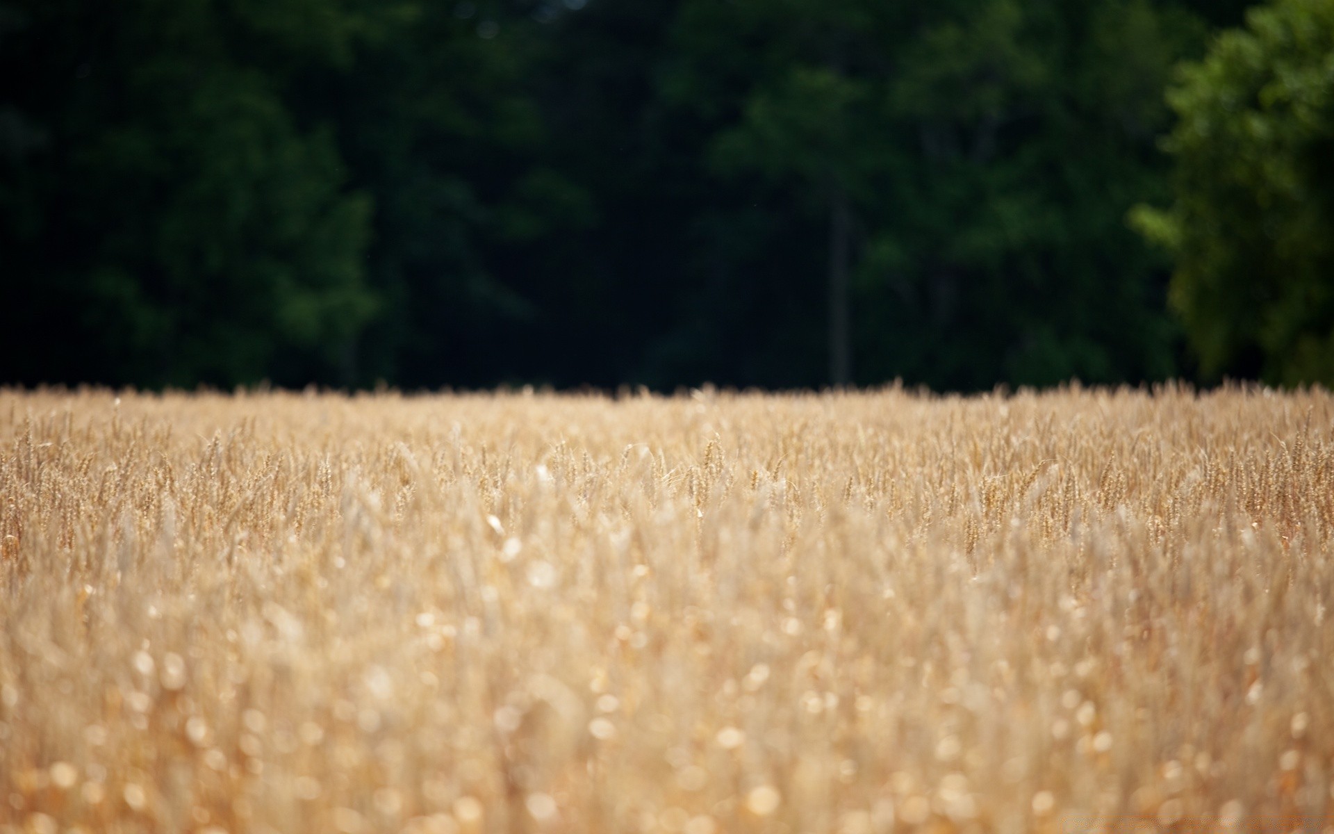 bokeh grano fiocchi pascolo campo natura rurale raccolto agricoltura mais paglia pane campagna segale crescita oro fattoria erba estate all aperto