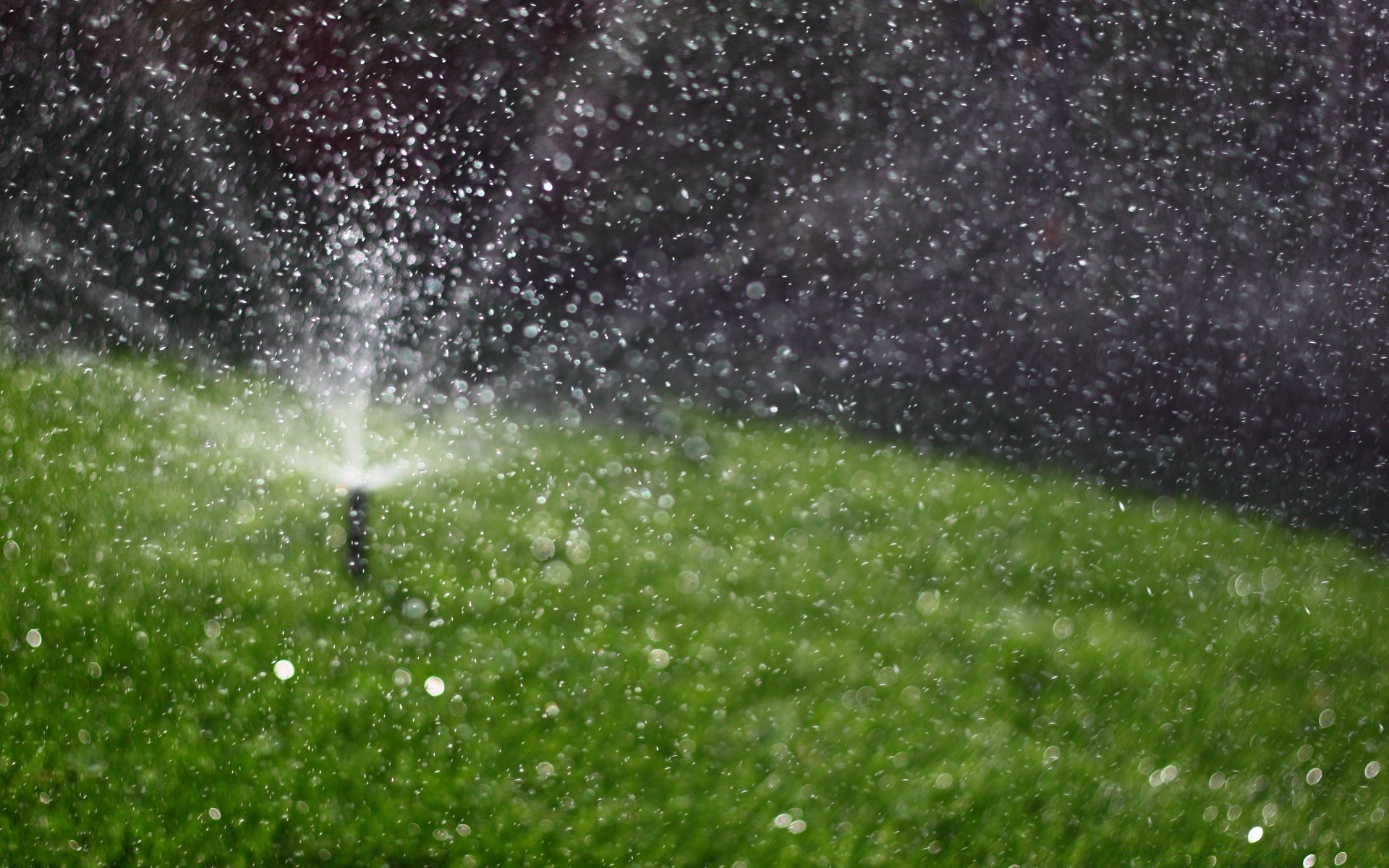 bokeh pioggia erba sprinkler goccia natura desktop all aperto rugiada acqua bagnato luminoso splende