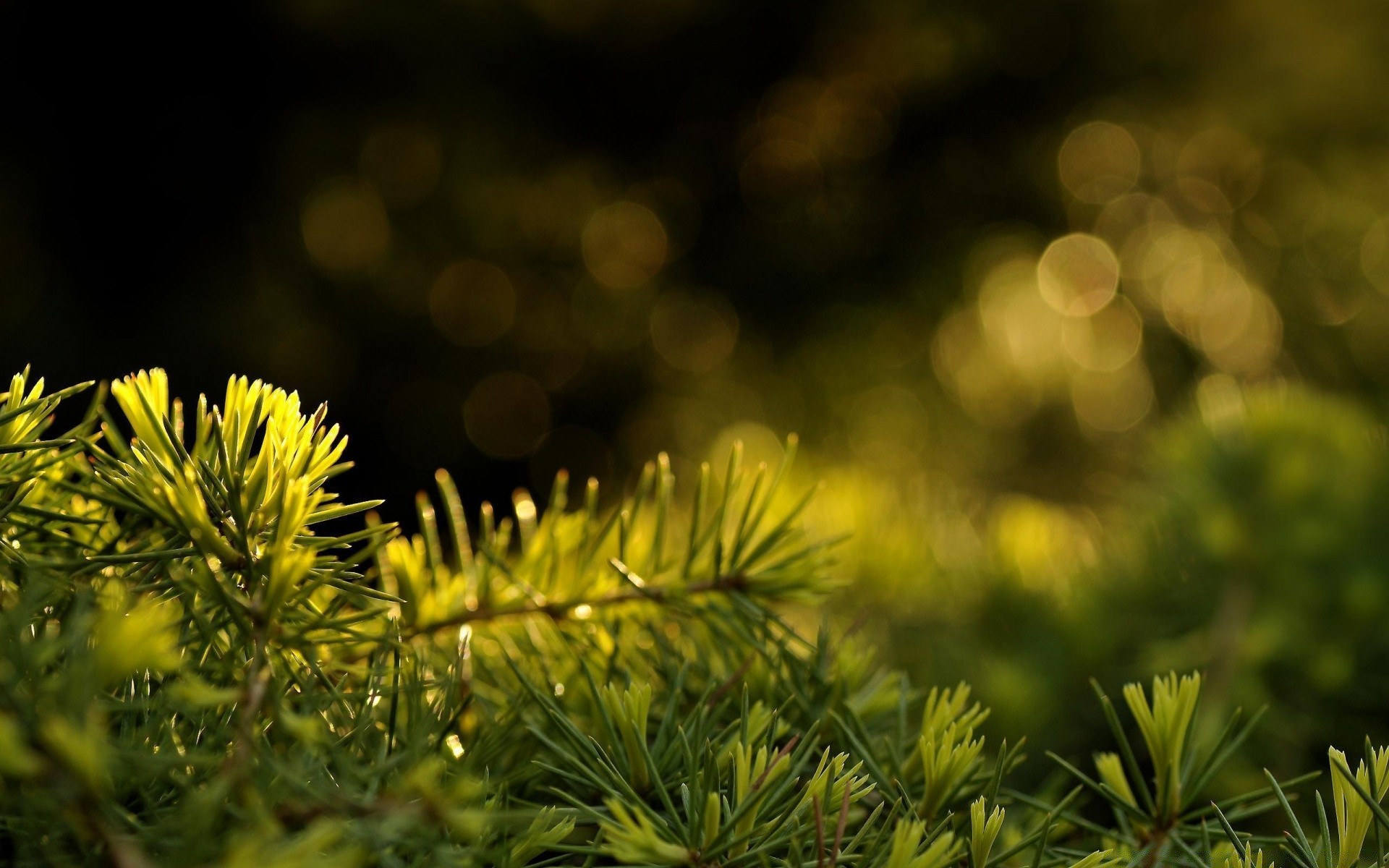 bokeh arbre nature flou evergreen noël flore branche aiguille feuille hiver conifères pin saison lumineux couleur soleil dof à l extérieur gros plan