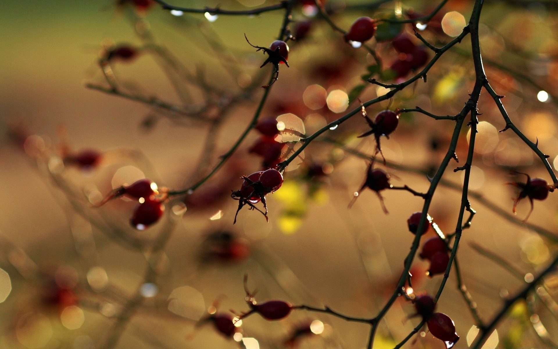 bokeh nature winter branch outdoors blur leaf sun christmas tree fall dof fair weather summer