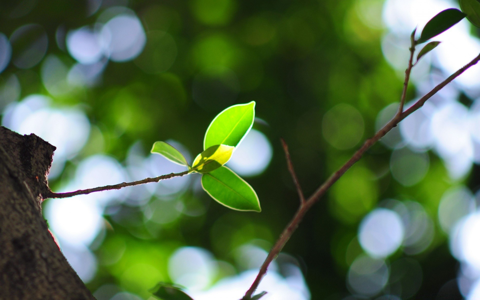 bokeh yaprak ağaç doğa bulanıklık flora şube bahçe büyüme renk odak yaz açık havada parlak yakın çekim