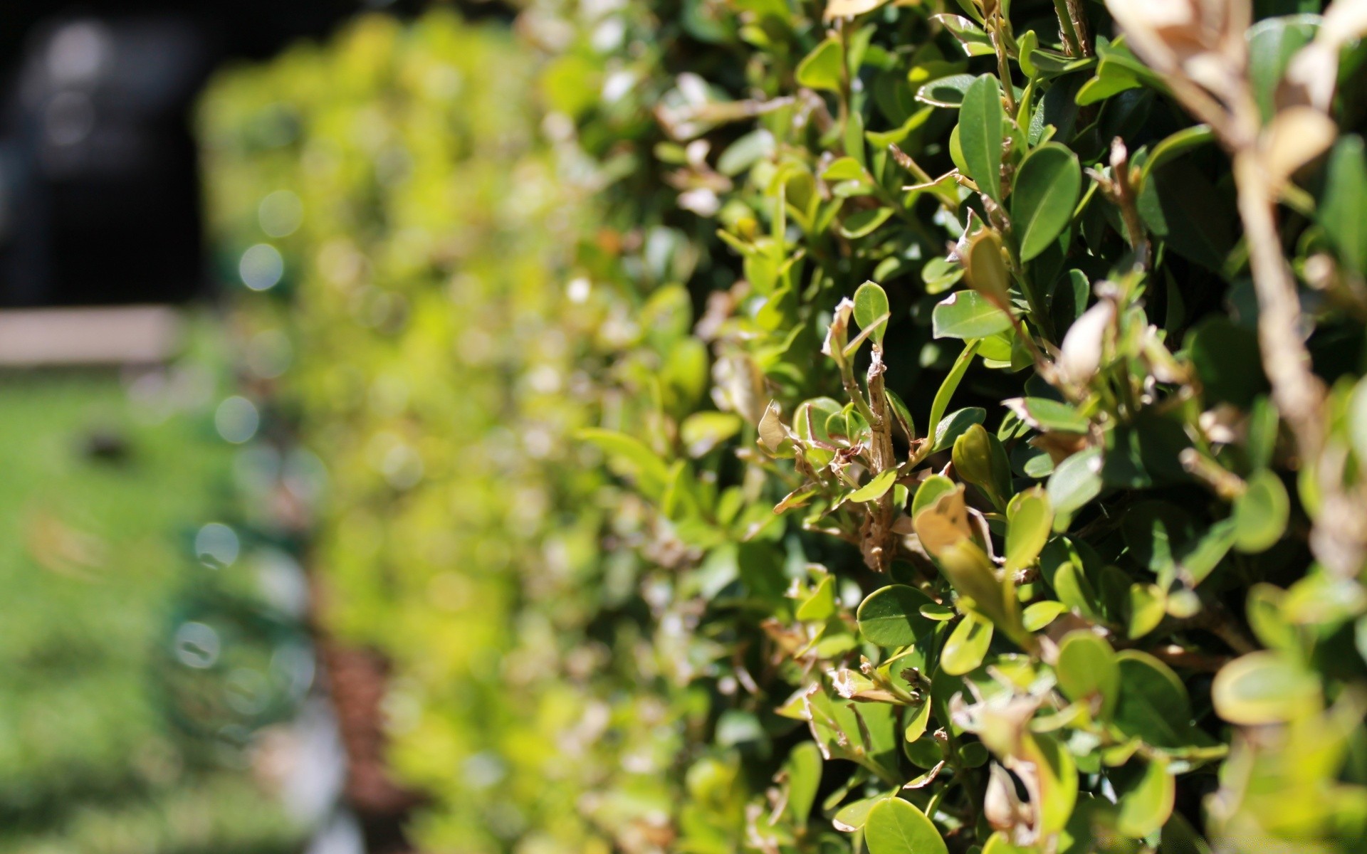 bokeh flora yaprak doğa bahçe büyüme ağaç çalı yakın çekim çiçek yaz yemek renk şube masaüstü botanik park tarım ortamlar