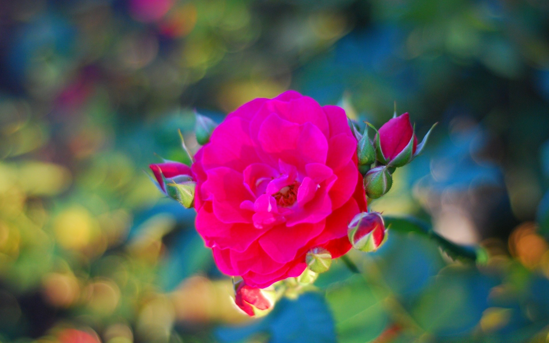 bokeh flor rosa natureza jardim flora folha pétala verão floral blooming cor bela ao ar livre amor brilhante crescimento romance