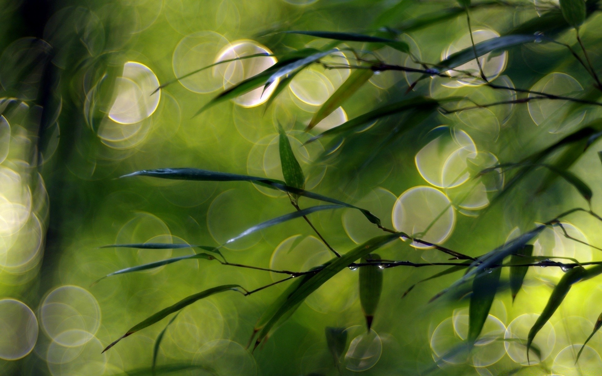 bokeh liść flora pulpit natura kolor ogród jasny świeżość zbliżenie lato piękne światło streszczenie środowisko