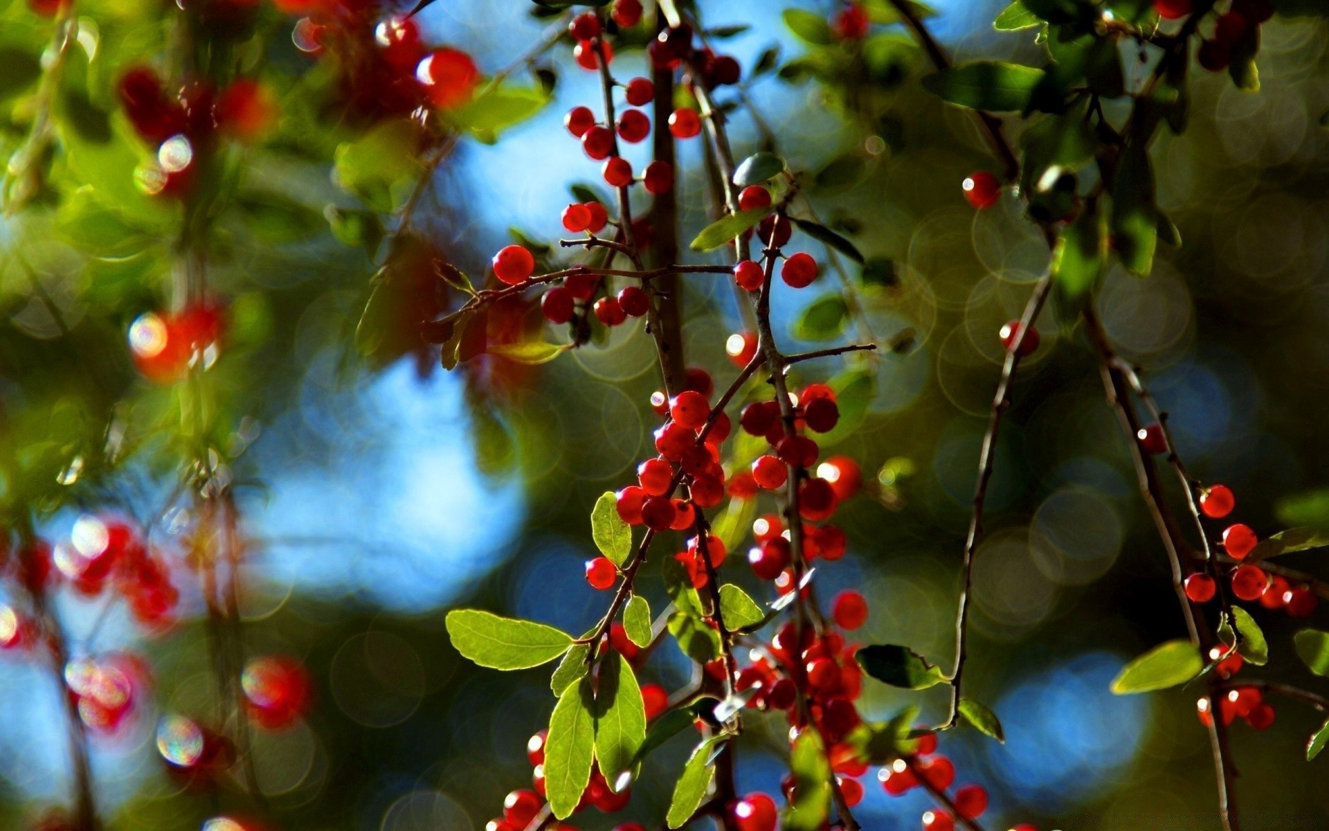 bokeh tree nature leaf branch fruit berry season color garden summer flora shrub winter bright christmas close-up food fall