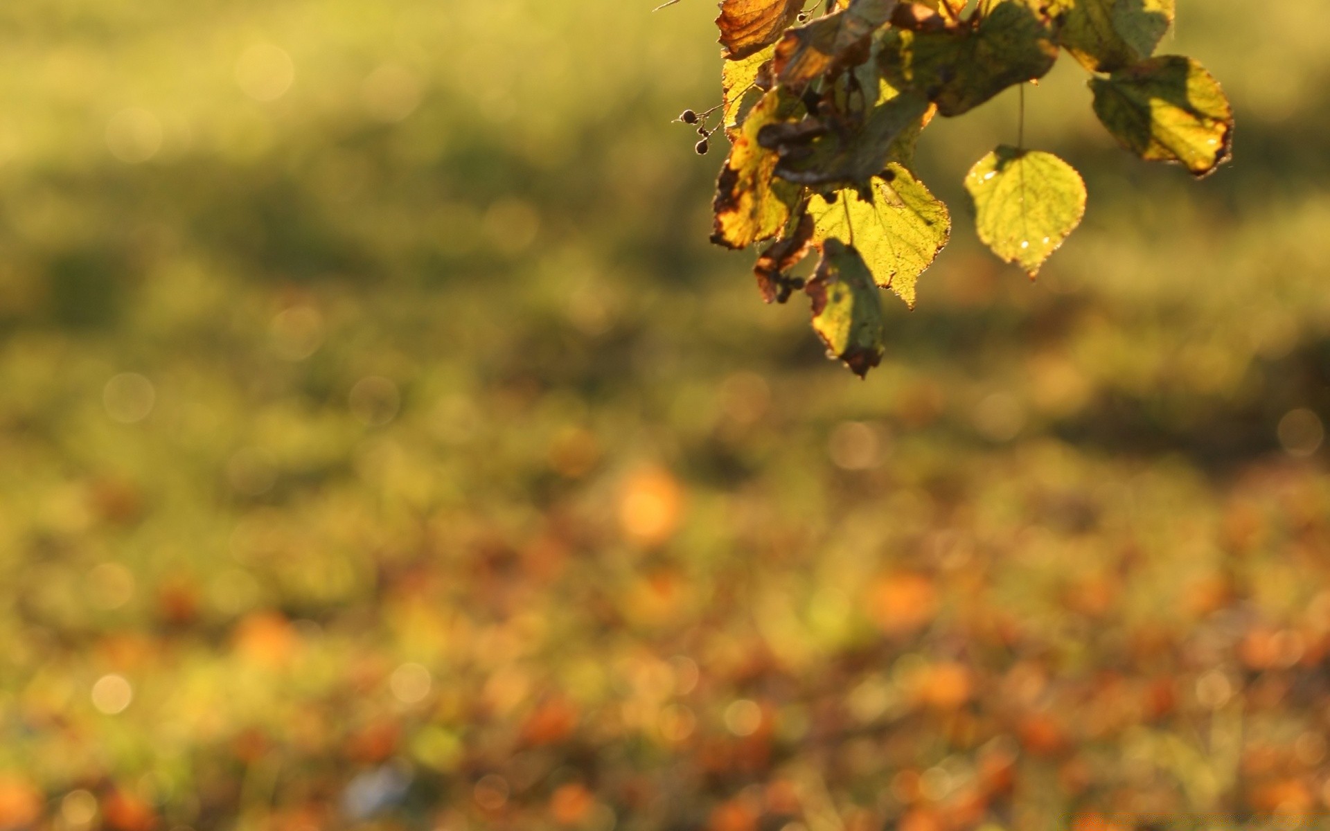 bokeh leaf nature tree fall flora outdoors flower season landscape color growth fair weather blur garden sun desktop branch environment agriculture