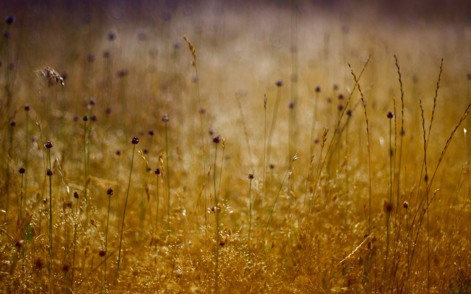 bokeh desktop nature grass fall texture dry color field outdoors gold abstract