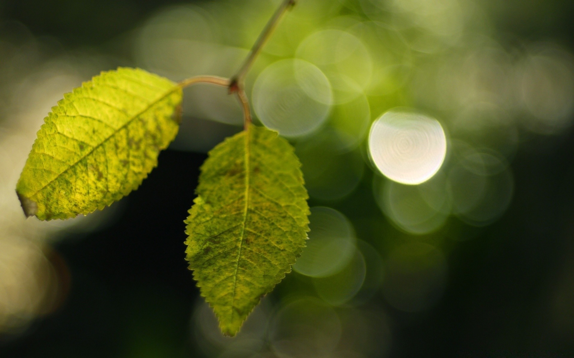 bokeh foglia natura flora close-up albero crescita colore giardino luminoso desktop ramo luce freschezza estate ambiente pioggia