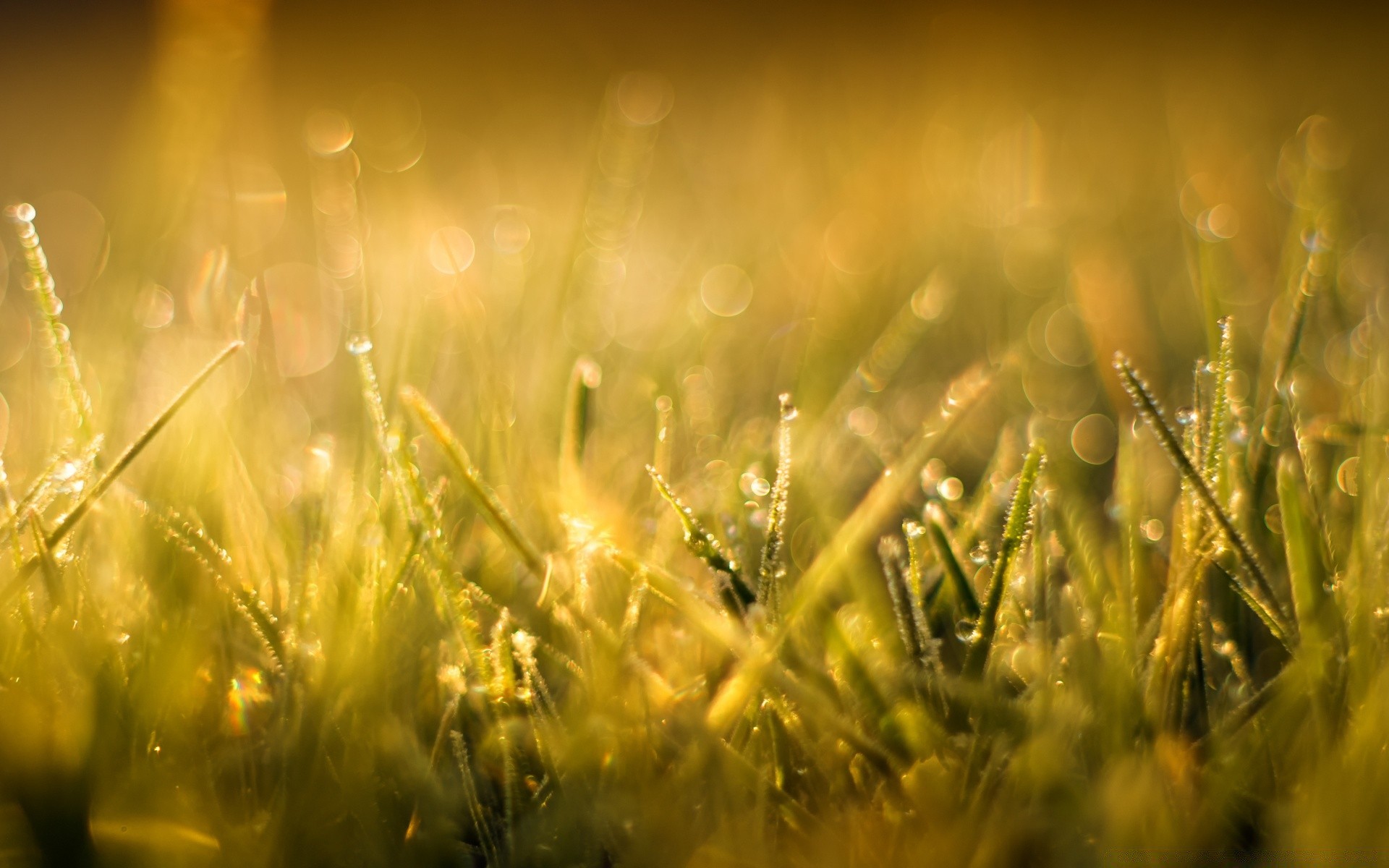 bokeh erba campo sole fieno rurale alba estate bel tempo natura prato crescita pascolo luminoso campagna stagione oro grano sfocatura flora fattoria