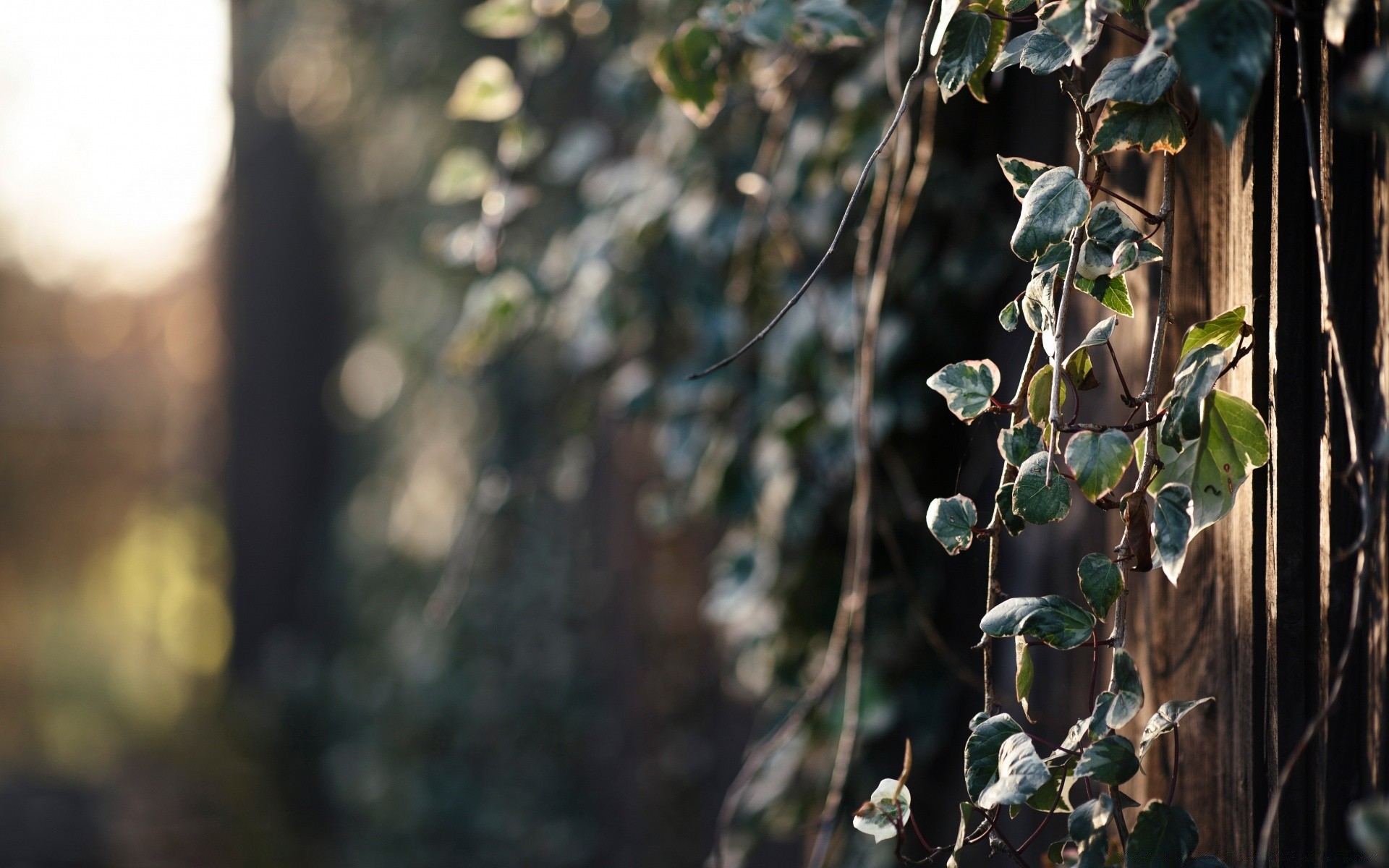 bokeh leaf tree nature wood flower outdoors winter branch flora